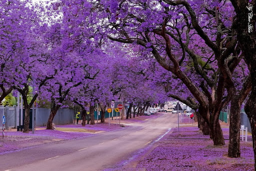 Cánh đồng hoa phượng tím - Thành phố Pretoria, Nam Phi