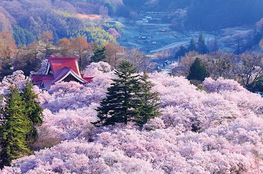 vườn hoa đẹp nhất thế giới - Vườn hoa anh đào vùng núi Yoshino - Nhật Bản
